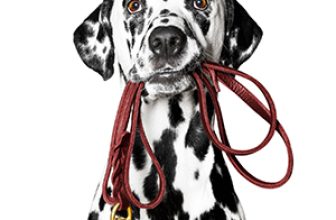 Dog Training