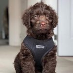 Soft Dog & Puppy Harness with Clip, Adjustable – Personalised Option