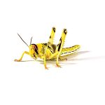 Locusts Live Reptile Food 5th Hoppers 36-42mm 8 Pack (Home Delivery)
