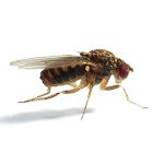 Fruit Flies Live Reptile Food Large 40 Pack (Home Delivery)
