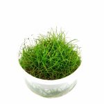 Tropica Eleocharis Acicularis ‘Mini’ 1-2 Grow! Aquarium Plant