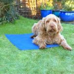 Pet Cooling Mat Large (70cm X 91cm)