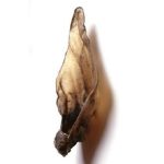 JR Cows Ears XL (Singles)