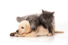 Paws and Whiskers: Celebrating the bond between cats and dogs. Discover breeds, nutrition, and tips for harmonious coexistence.